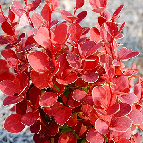 Berberis Thunbergii 'orange Rocket' Japanese Barberry Hardy Shrub Plant in Pot (9cm Pot, 15-30cm)