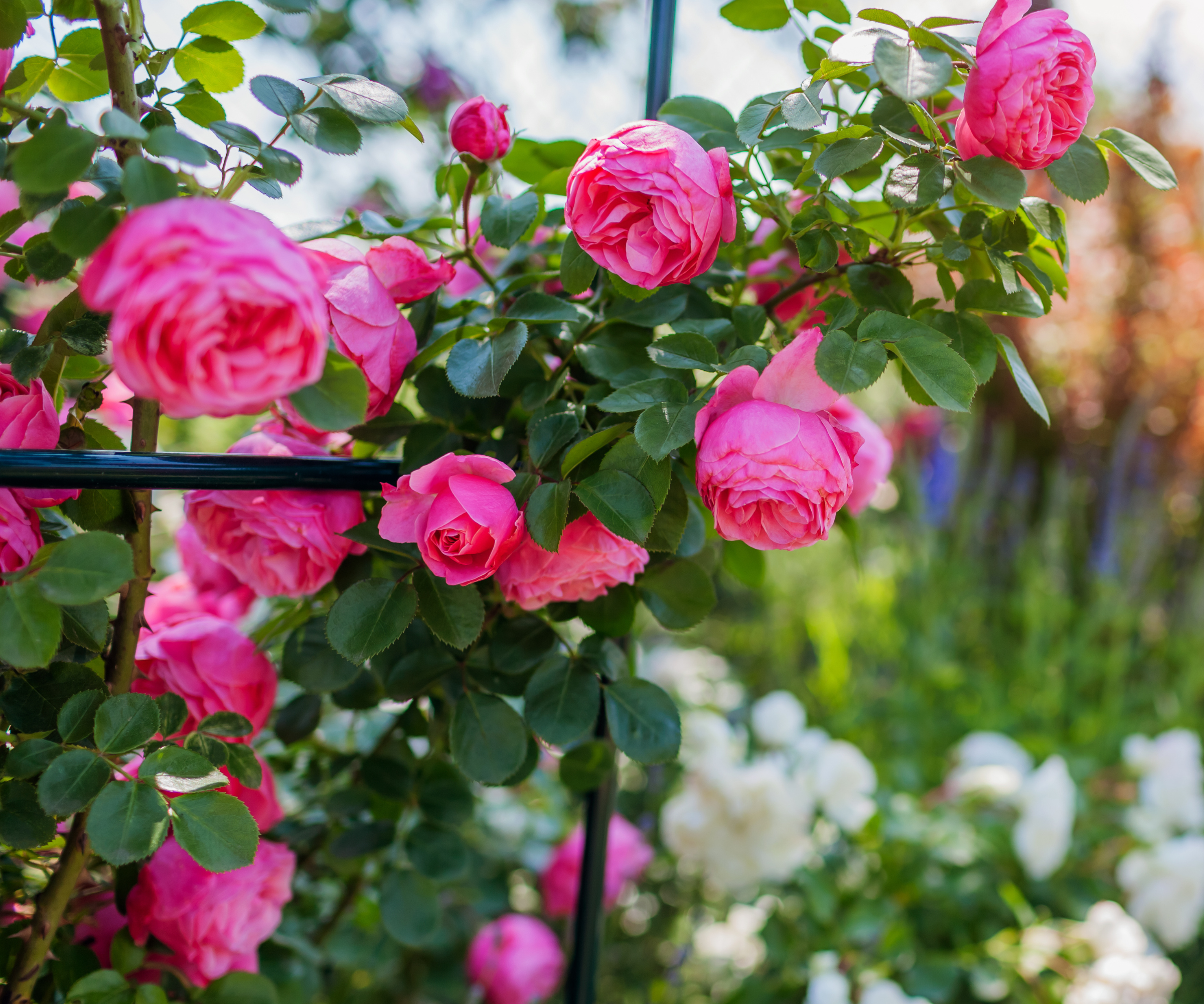 Close up of pink Leonardo da Vinci floribunda rose blooming in summer garden on black trellis