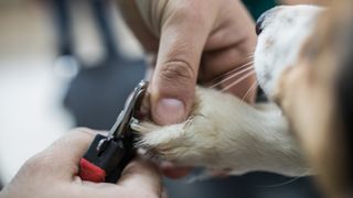 How to clean a dog brush