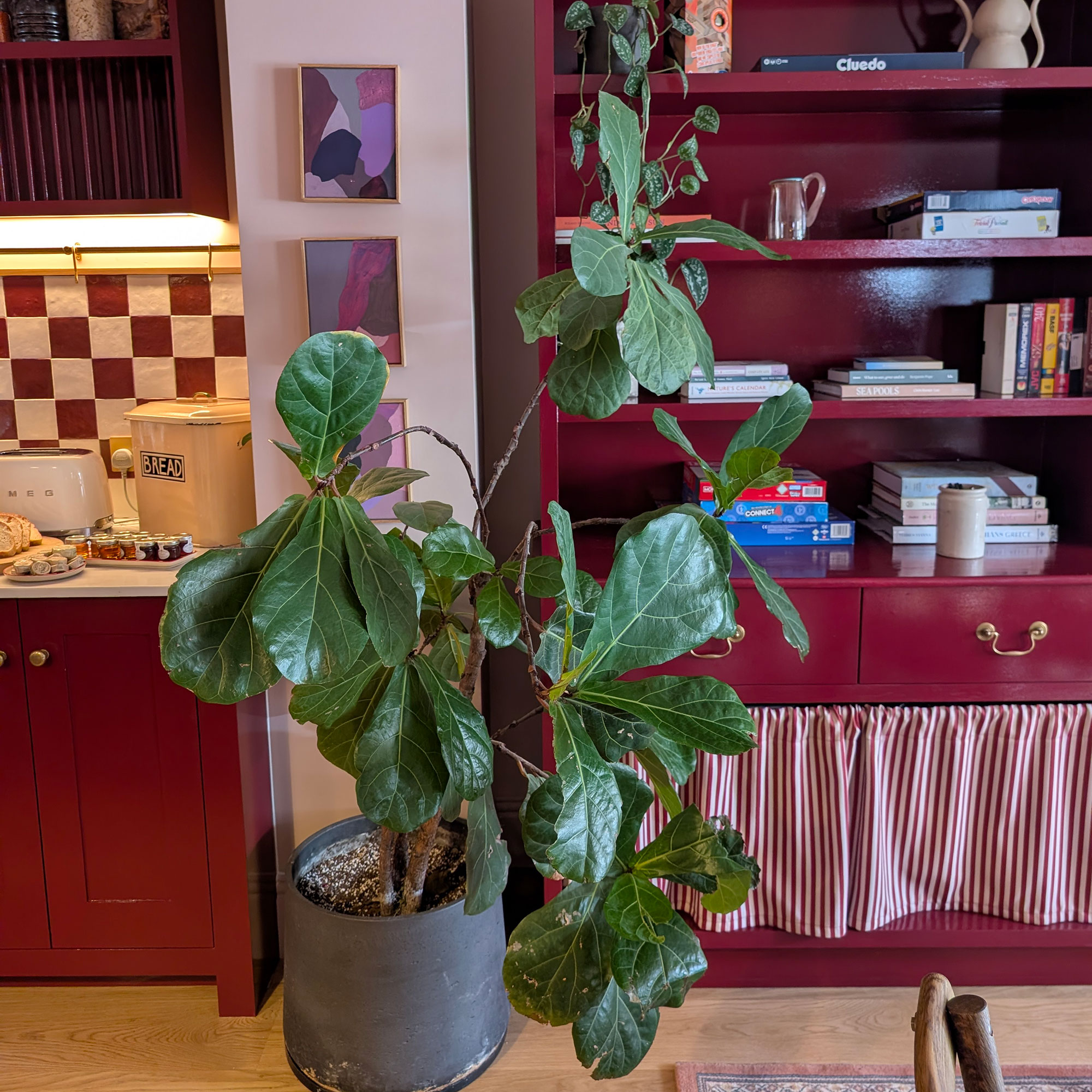 Kitchen area with pink walls, red cabinetry, wooden floor, large leafy houseplant on floor and white and red chequered tile splashback