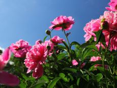 Pink Peonies