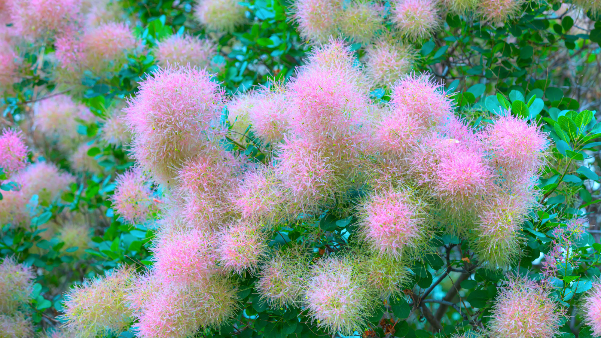American smoke tree with pink flower clouds