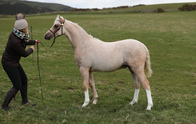 The foals