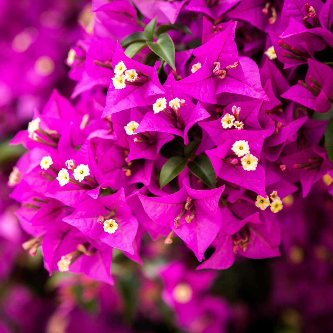 closeup of bougainvillea blooms