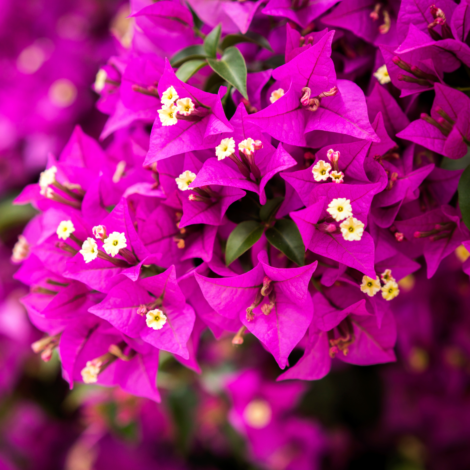 closeup of bougainvillea blooms