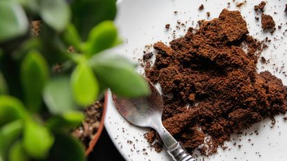 Coffee grounds next to an indoor plant