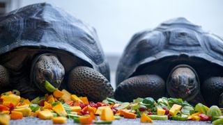 Two tortoises eating vegetables