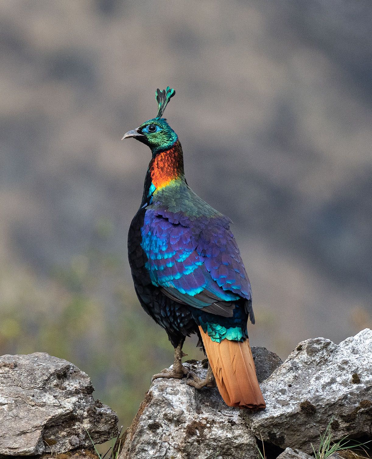 Himalayan Monal pheasant.