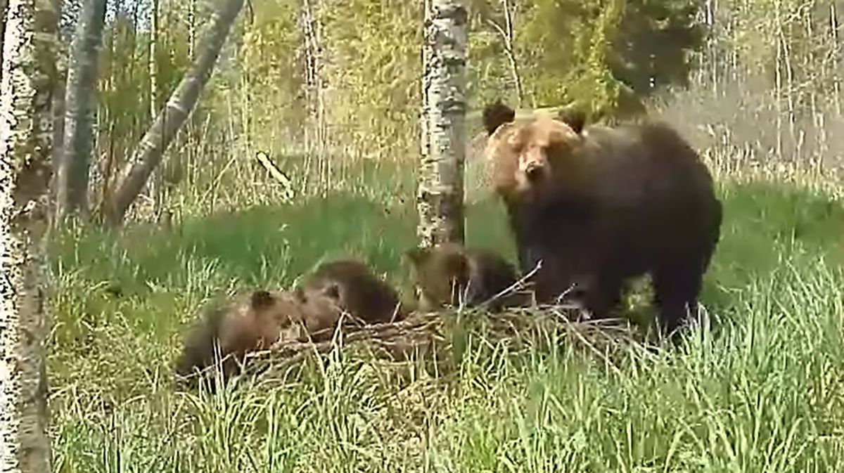 Bears caught on camera in Estonian forest