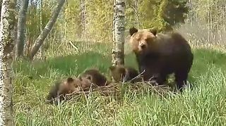 Bears caught on camera in Estonian forest