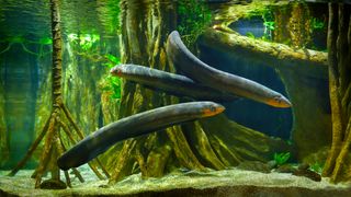 Three electric eels in a tank.