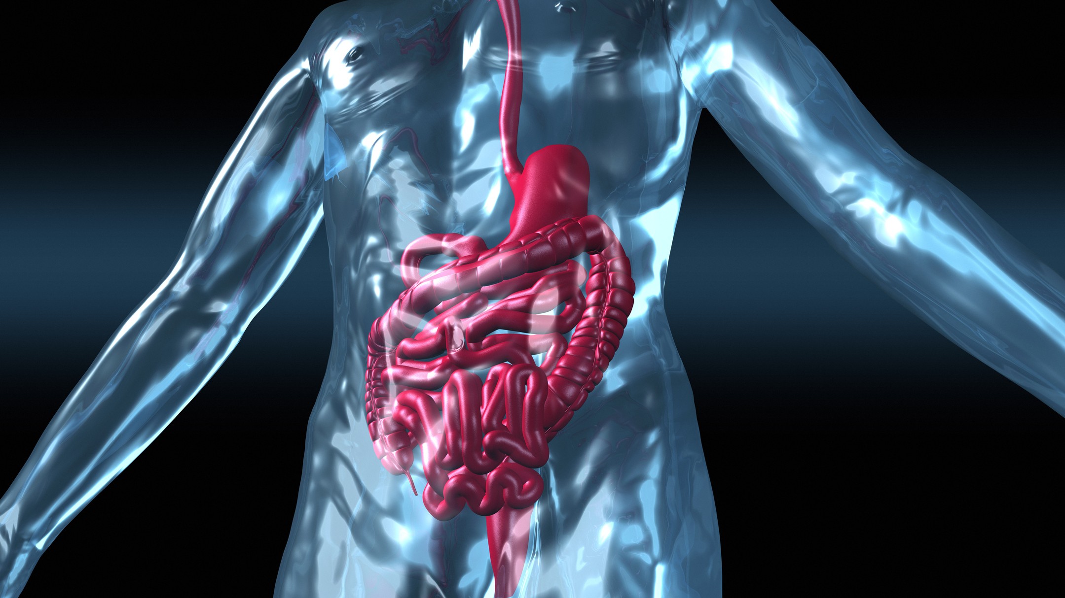 illustration showing the human gastrointestinal tract in the body