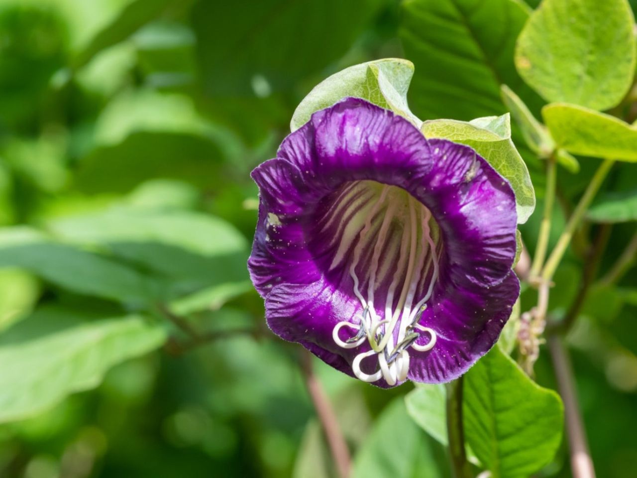 Purple Flowering Cup And Saucer Vine