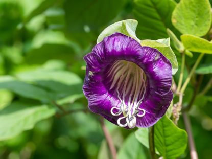 Purple Flowering Cup And Saucer Vine