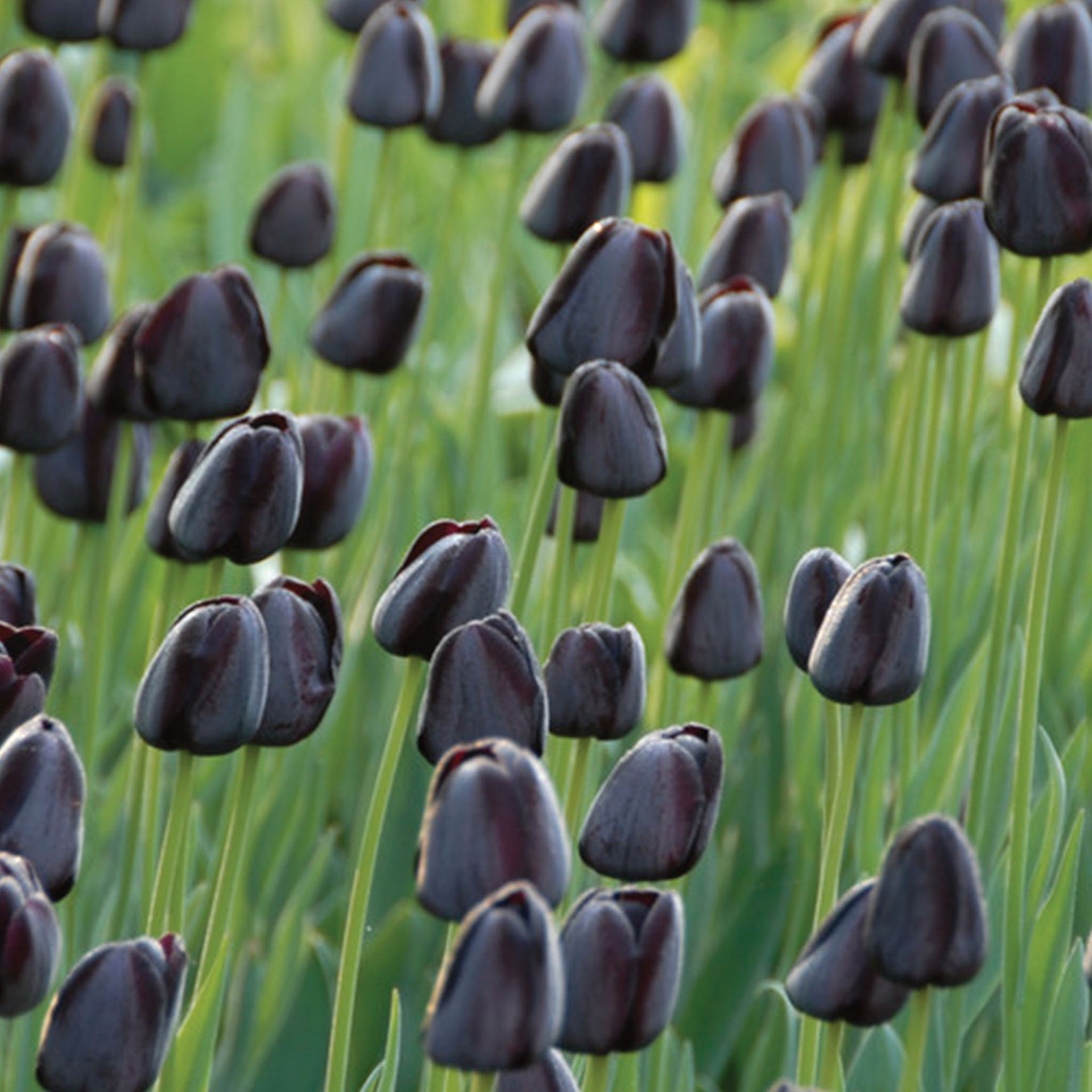 Queen of Night Tulip Bulbs - 10 Bulbs