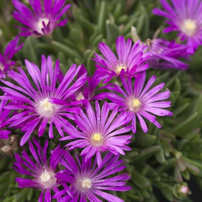Delosperma Cooperi 'table Mountain'