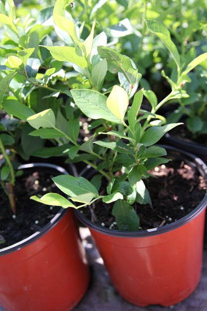 Potted Blueberry Plants