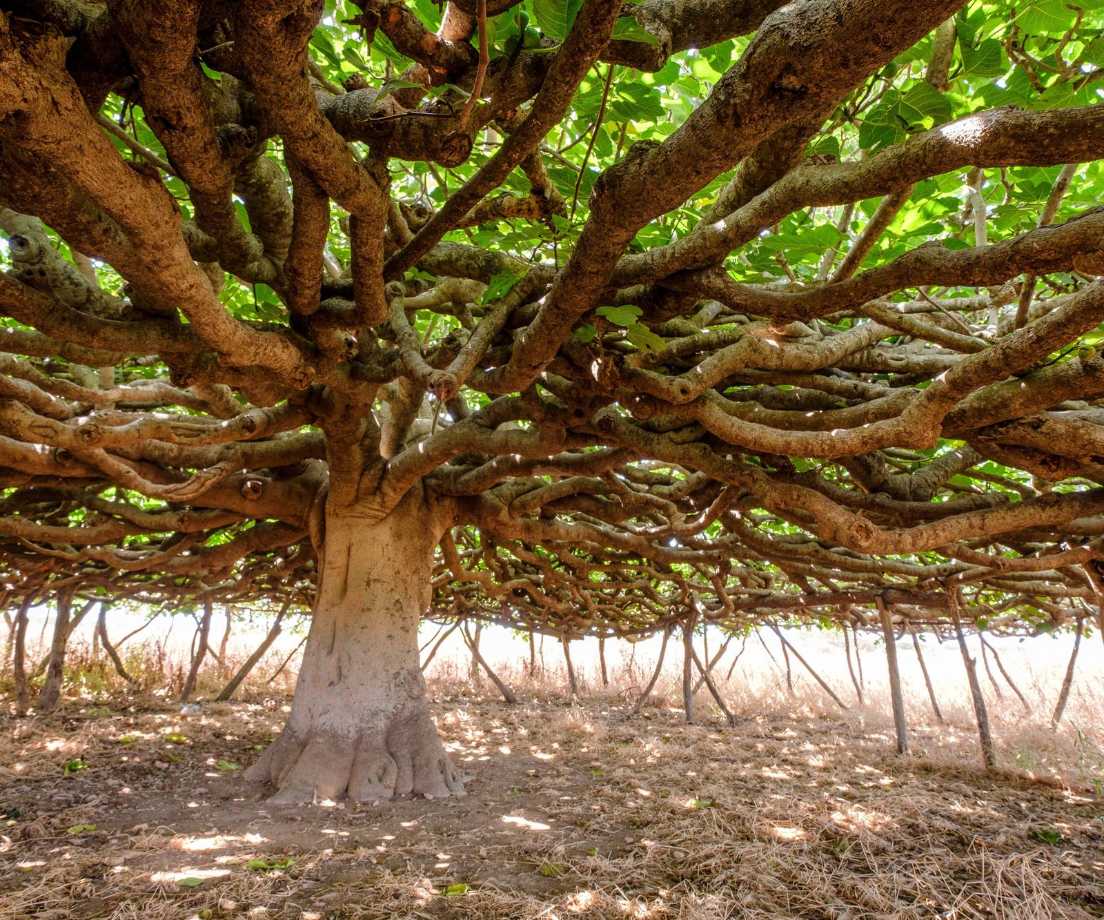 Pruning Fig Trees for Healthier Figs and Abundant Harvests | Gardening ...