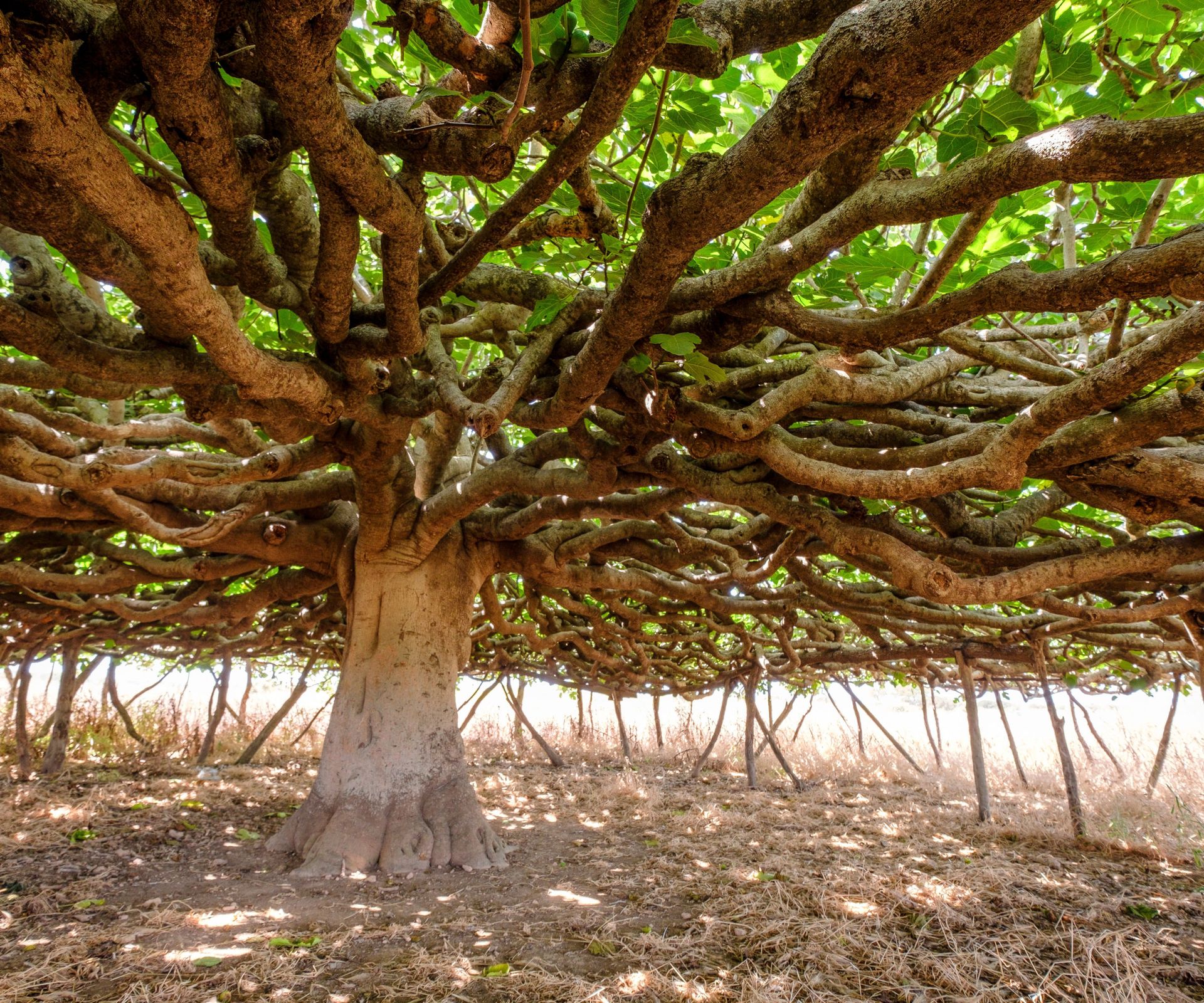 old fig tree pictured from below showing wide canopy of branches