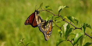 Two butterflies in Wings Of Life