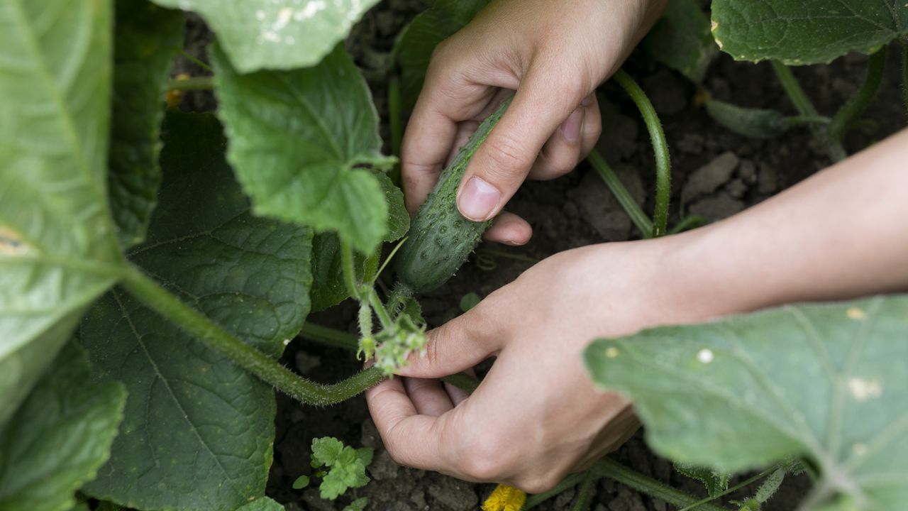 How To Grow Cucumbers In Pots And In The Ground Homes And Gardens