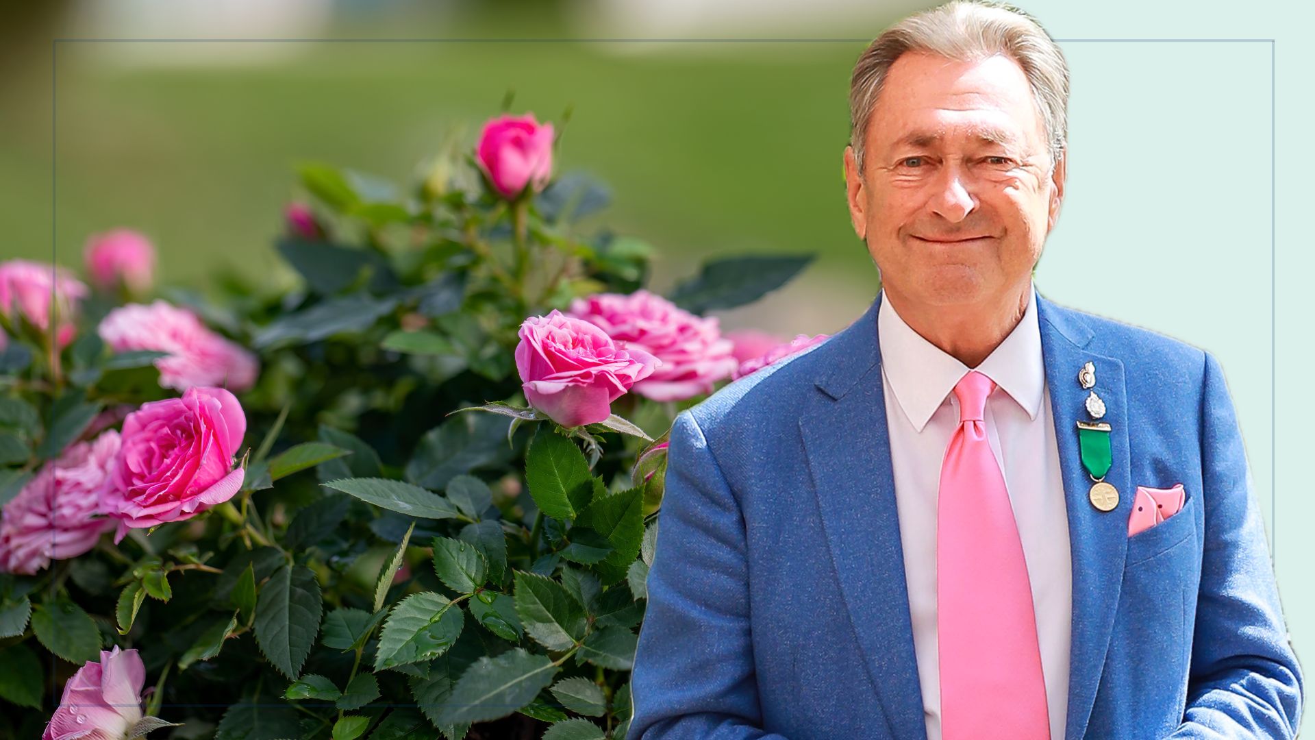 picture of pink roses in garden with a cut out image of alan titchmarsh layered over top