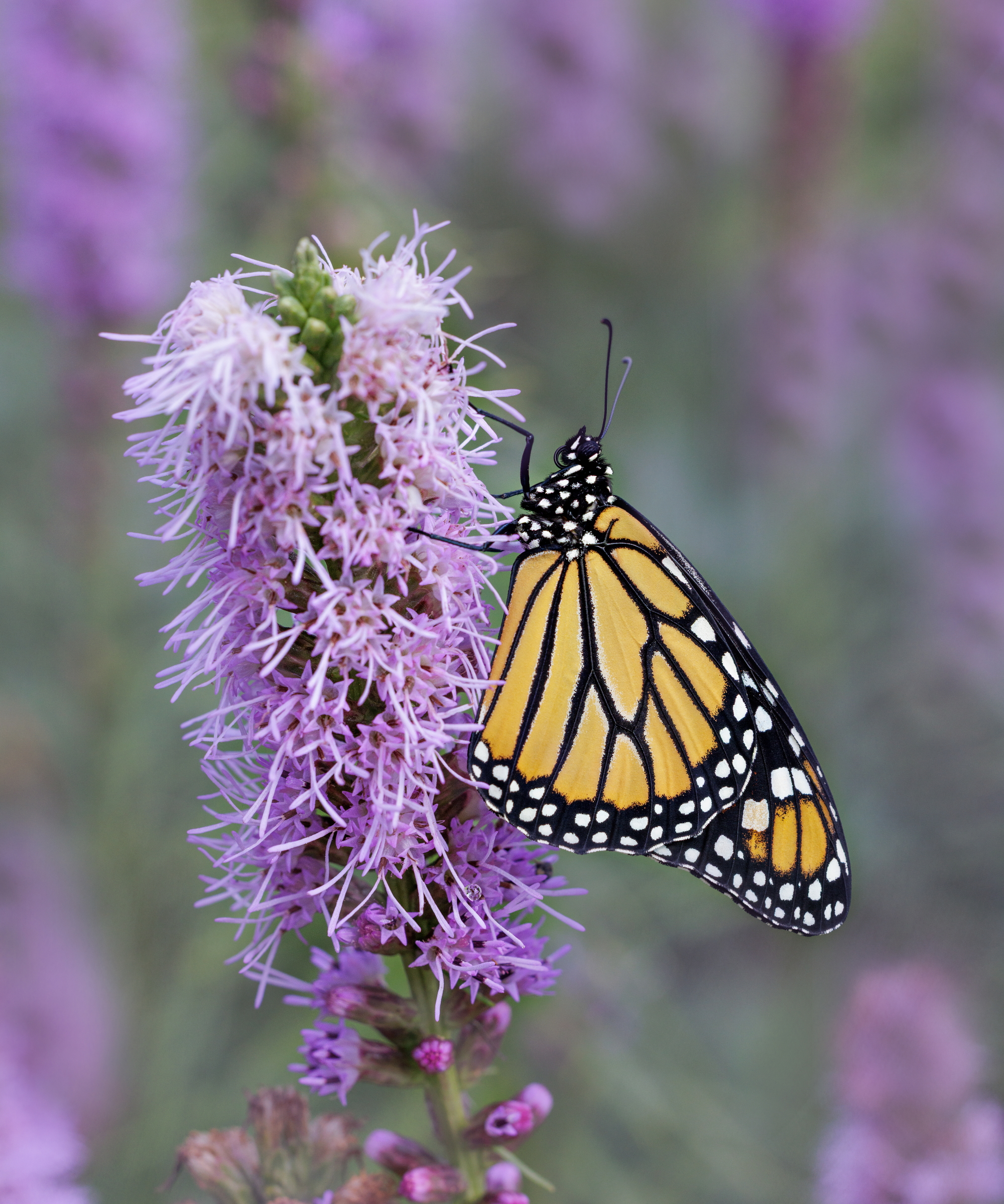 A Monarch Butterfly feeds on the purple flowers of a blazing star plant