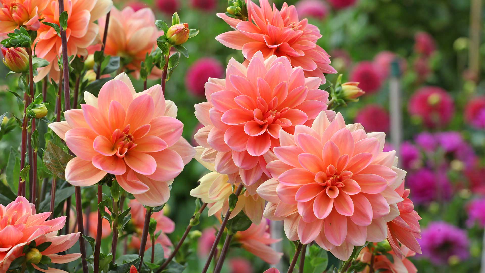 orange dahlias in bloom