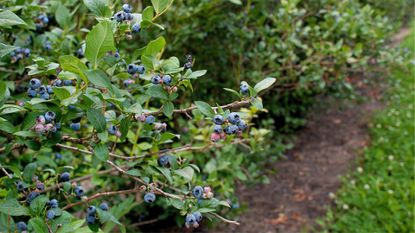 Ripe Blueberries Ready to Harvest
