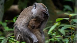 A mother long-tailed macaque puts her face in her paw as her baby clings to her.