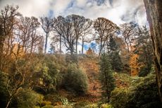 Gardener Alex Davies abseils into the Dell to plant one of the Wollemi pines at Bodnant in Wales.