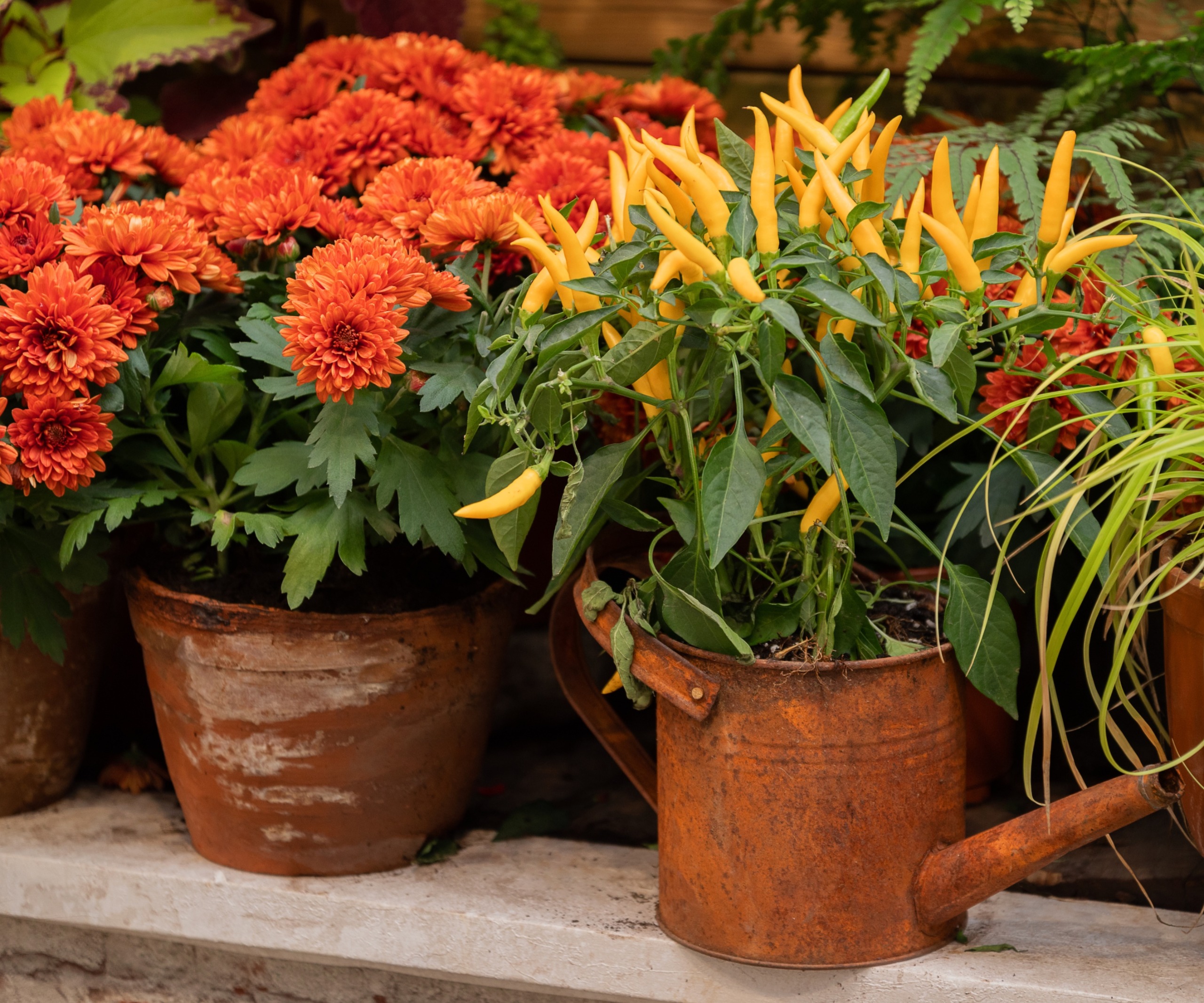 Chrysanthemums, peppers and ornamental grasses