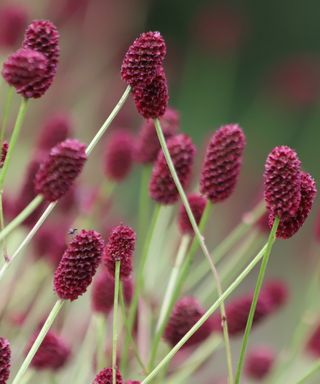 The bobbly maroon flowers of Sanguisorba oficinalis