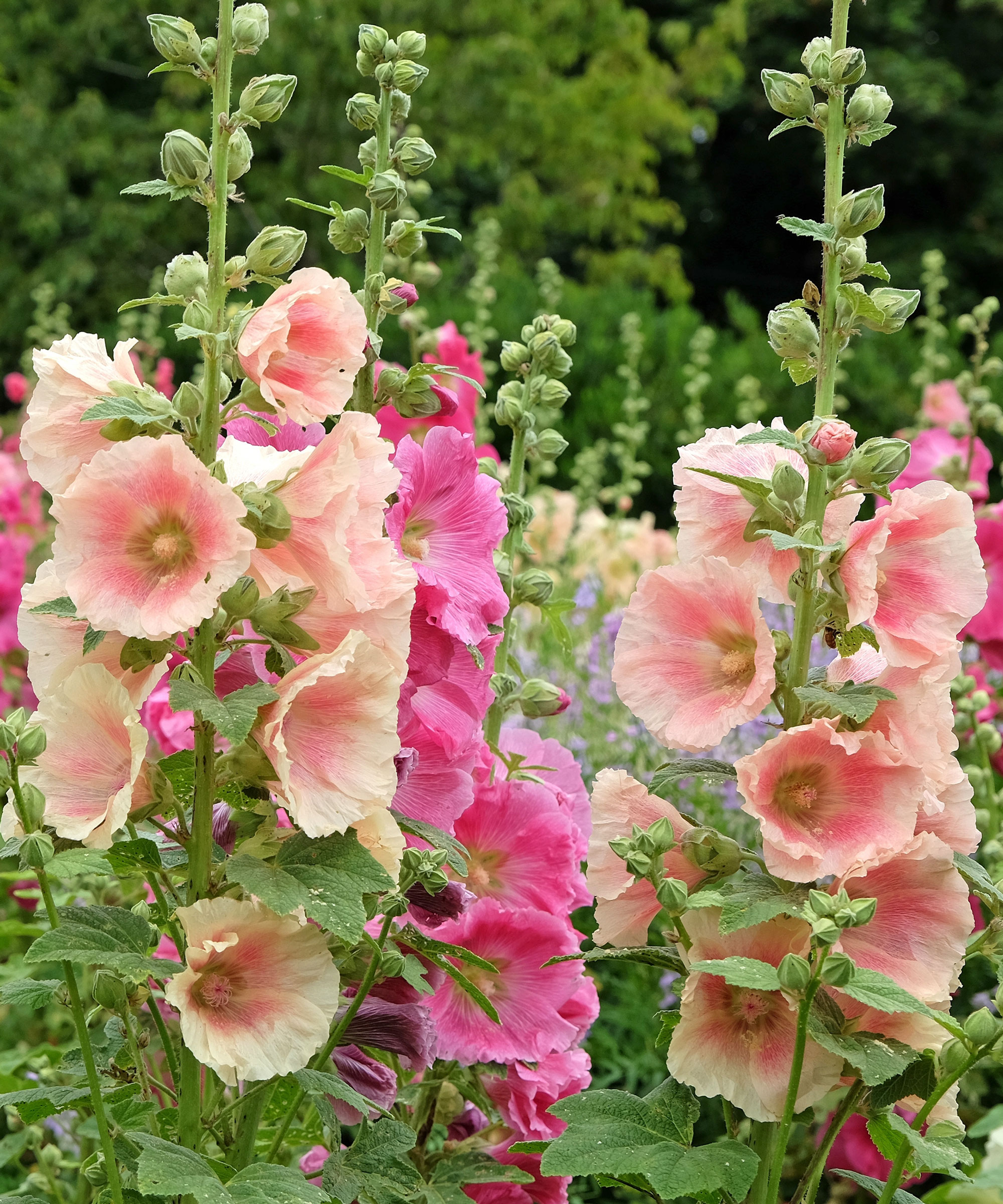pink and peach hollyhocks in full bloom