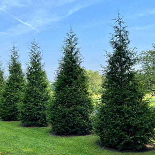 The Sill Thuja Green Giant