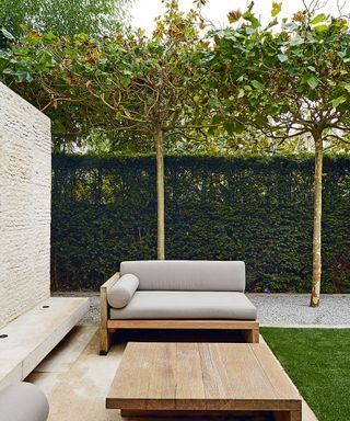 pleached trees and sofa in modern courtyard garden