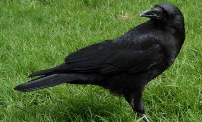 Crows nesting near a Washington state police station parking lot have been ganging up on officers, dive-bombing them, and splattering their cars with droppings.