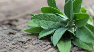 Sage on a wooden surface