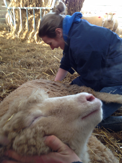 Lambing