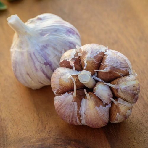 Garlic, Montana Giant