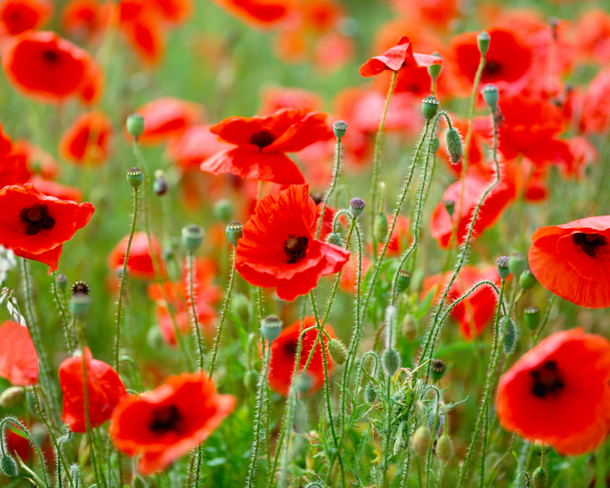 common poppy field