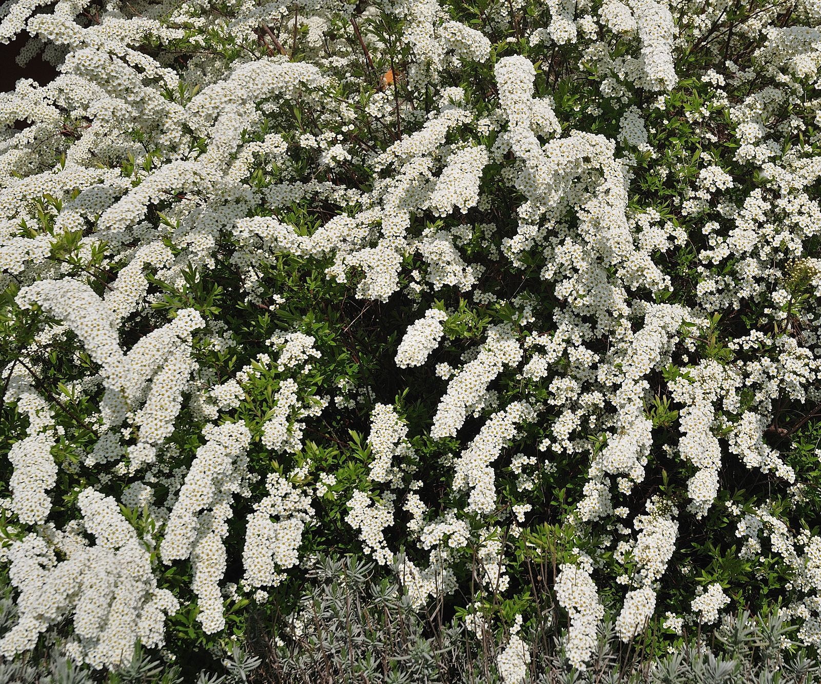 10 of the best spiraea varieties and where to buy them | Homes & Gardens