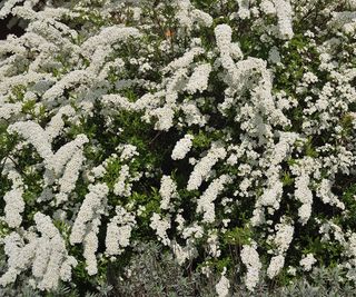 Spiraea arguta with lots of white flowers