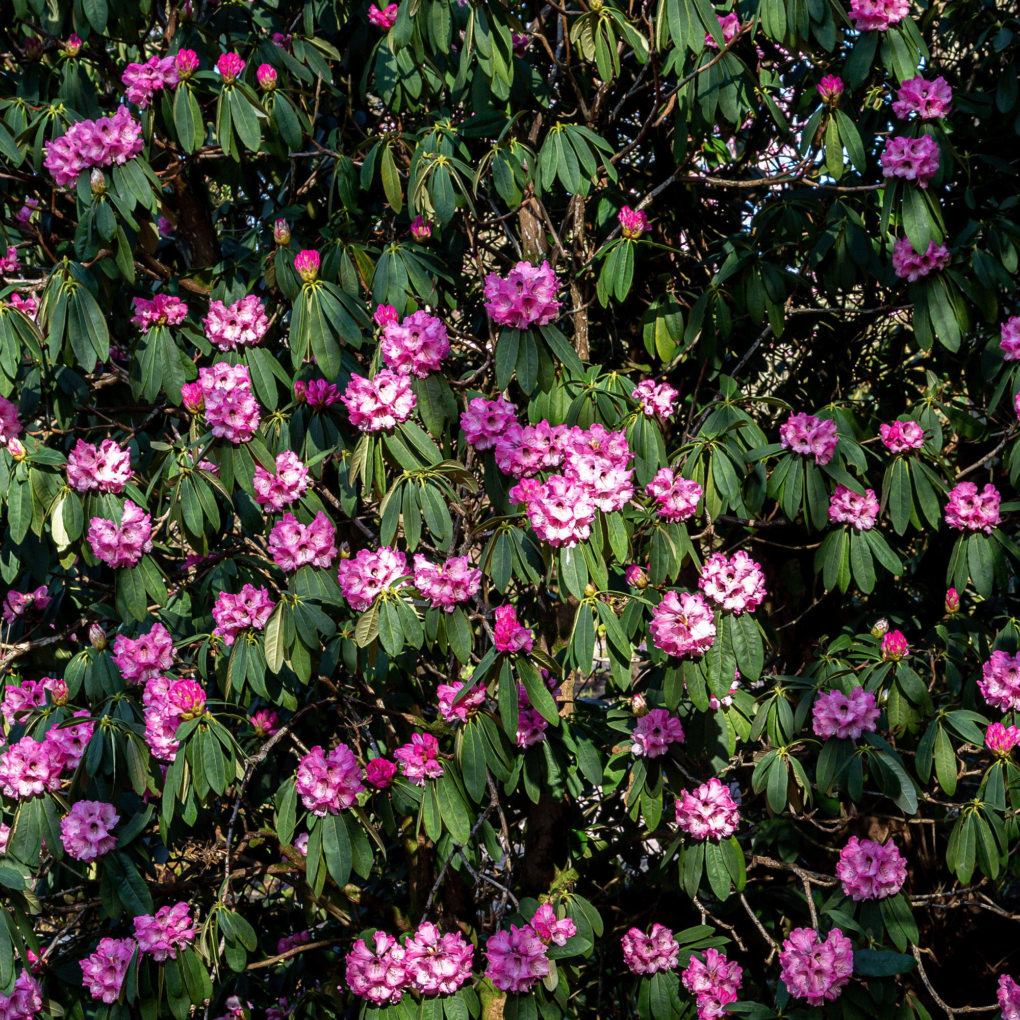 rhododendrons in garden
