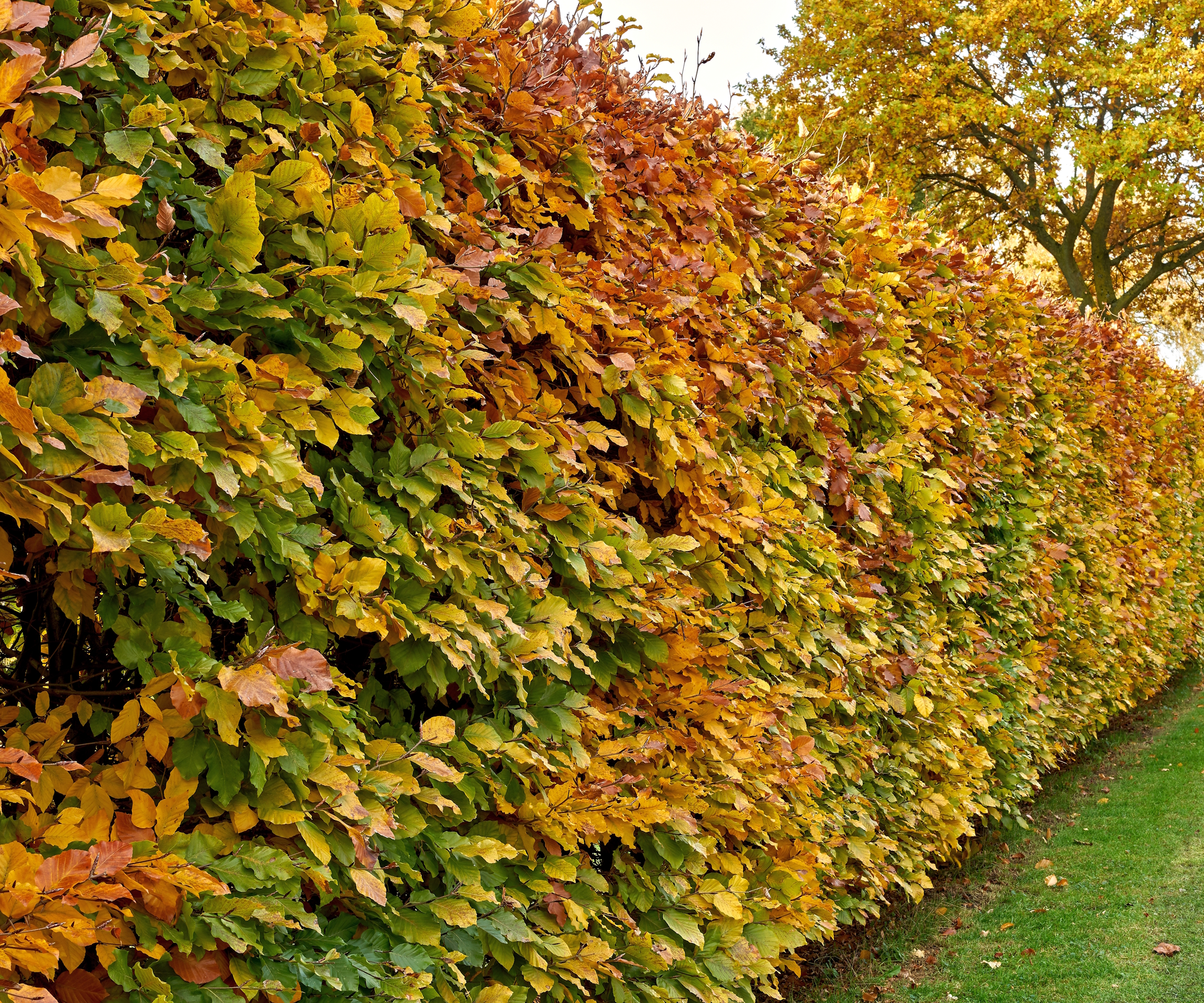 A hornbeam hedge in the fall with shades of yellow and orange