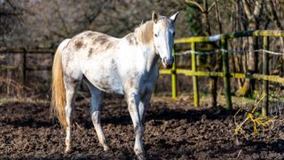 muddy white horse in muddy paddock