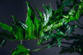 split leaf Philodendron