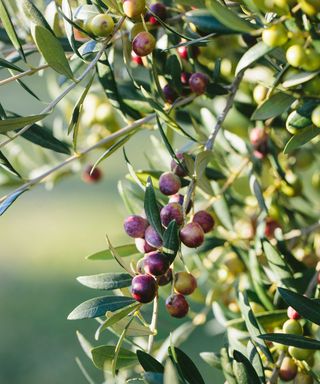 close-up of Arbequina olive branches