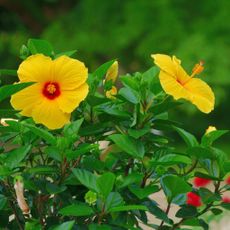 Yellow Blooming Hibiscus Shrub in Landscape