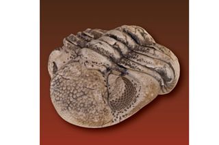 fossils, archaeology